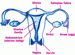 Women`s Menstrual Cycle