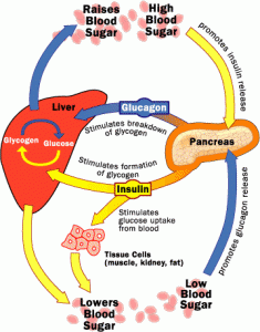 BLOOD GLUCOSE